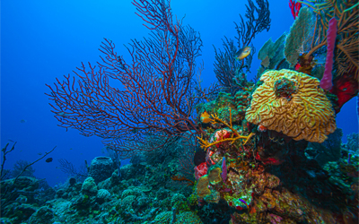 Image of the Roatan Barrier Reef.