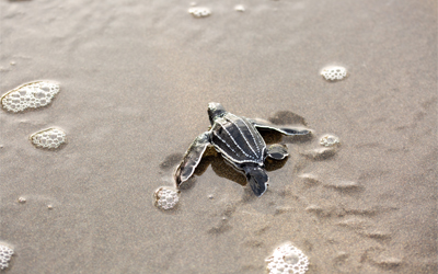 Baby sea turtle crawling in the sand