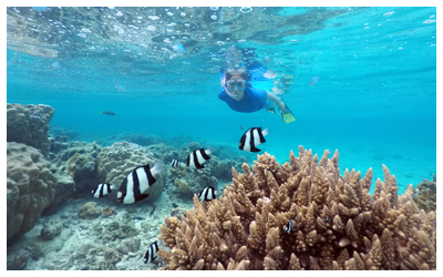 Person snorkeling over reef and fish in Rarotonga