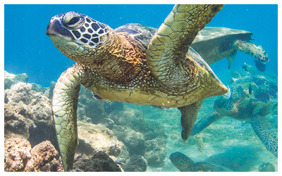 Sea Turtle underwater in Hawaii