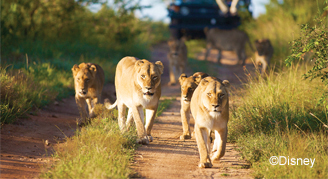 Package for Adventures by Disney® South Africa: Cape Town