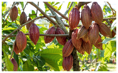 Cacao tree with cacao beans