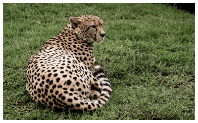 Cheetah at the Jukani Wildlife Sanctuary.