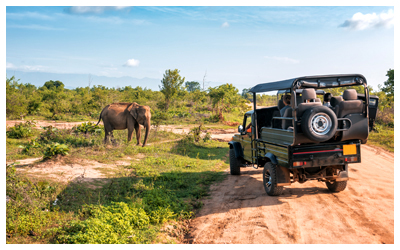 Safaris are the ultimate way to see wildlife.
