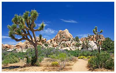 Image of Joshua Tree National Park