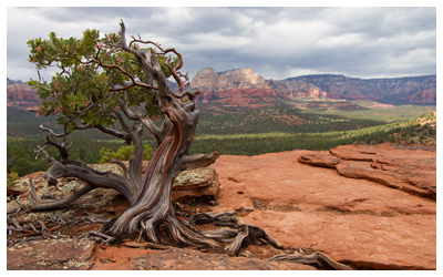 Weathered manzanita tree overlooking forested area